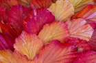 USA, Washington State, Sammamish. Witch-hazel fallen leaf pattern fall color. Art Print